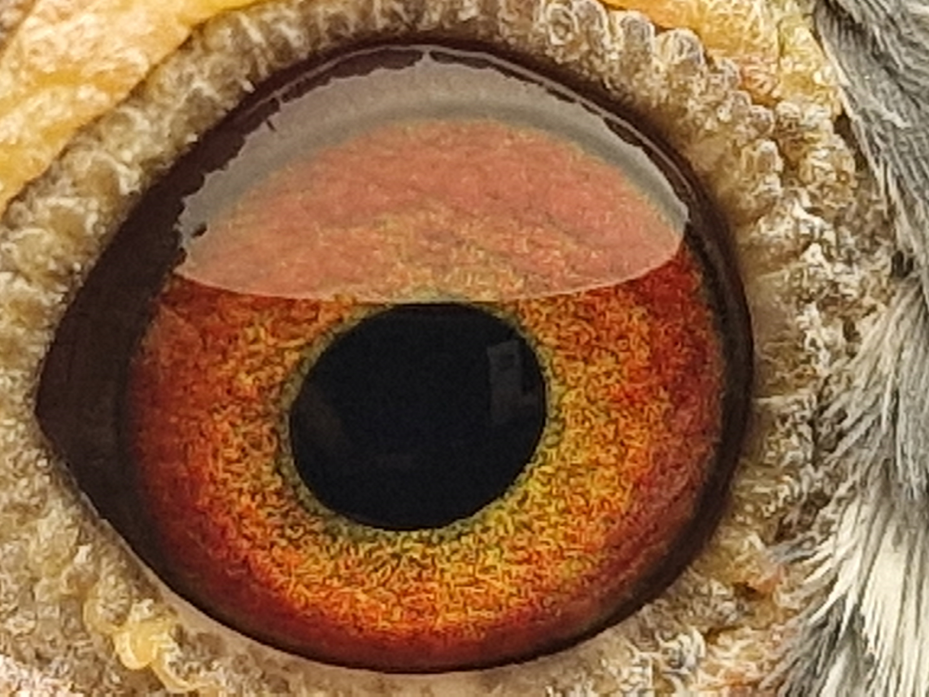 Pigeon eye